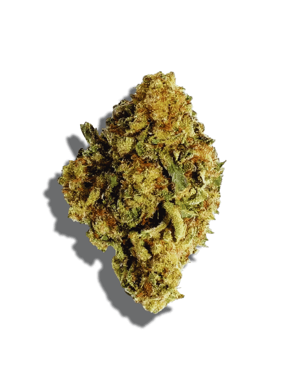 Highvendor Mendocino Purps cannabis bud with vibrant purple hues and trichomes.