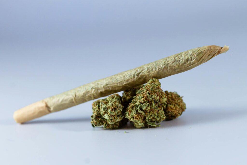 Smoking zushilato strain in armchair Cannabis buds with pre-roll joint for Zushilato strain review.