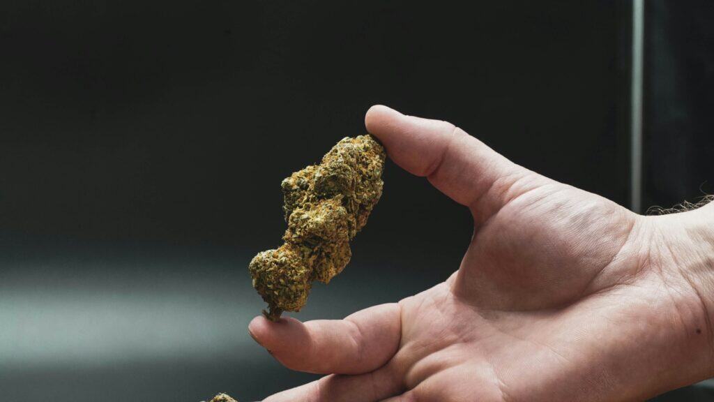 Man smokes weed at the sawmill Close-up of Haupia cannabis bud held in hand, showcasing trichomes and dense structure.