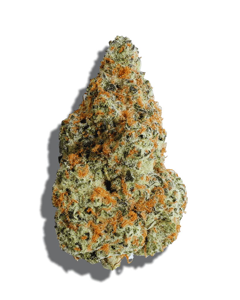 Black Maple Strain