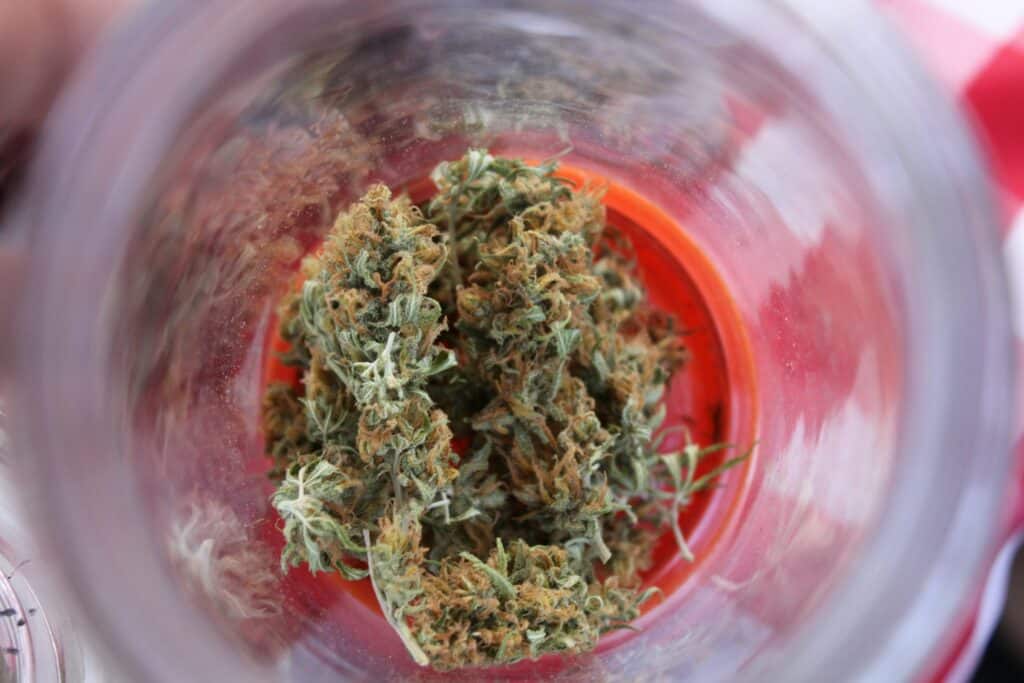 ChiefofLeaf Clemendo strain cannabis buds for premium quality and effects.