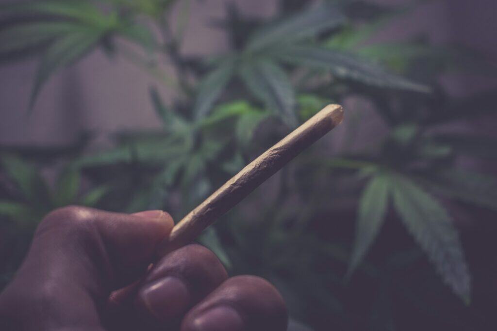 ChiefofLeaf pre-rolled joint with Tom Brady cannabis strain close-up.