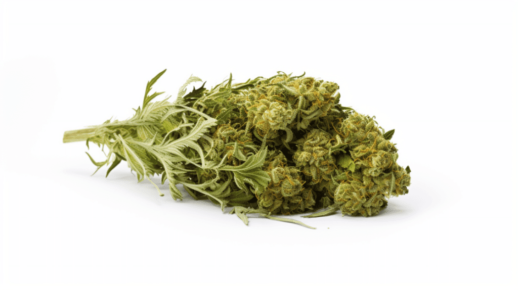 Ex Wife Strain Ex Wife Strain on a white background