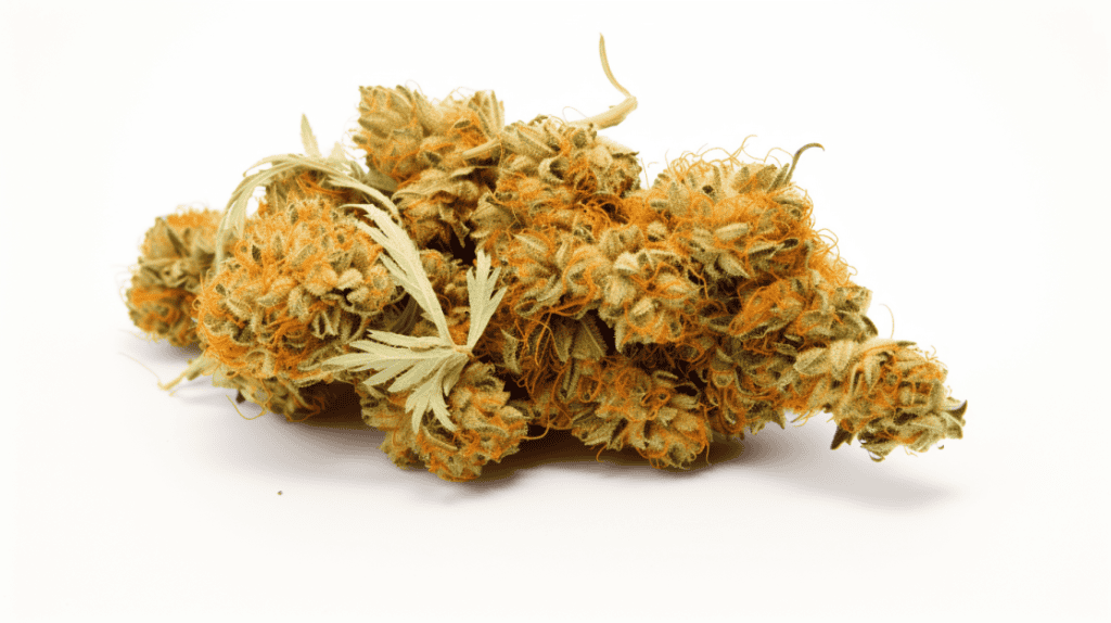 Orange Vanilla Milano Strain on a white background