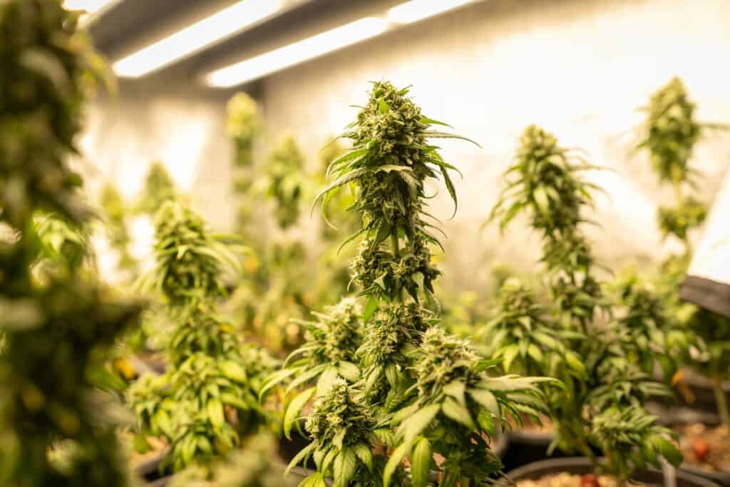 ChiefofLeaf Breakfast in Bed strain cannabis plant under grow lights.